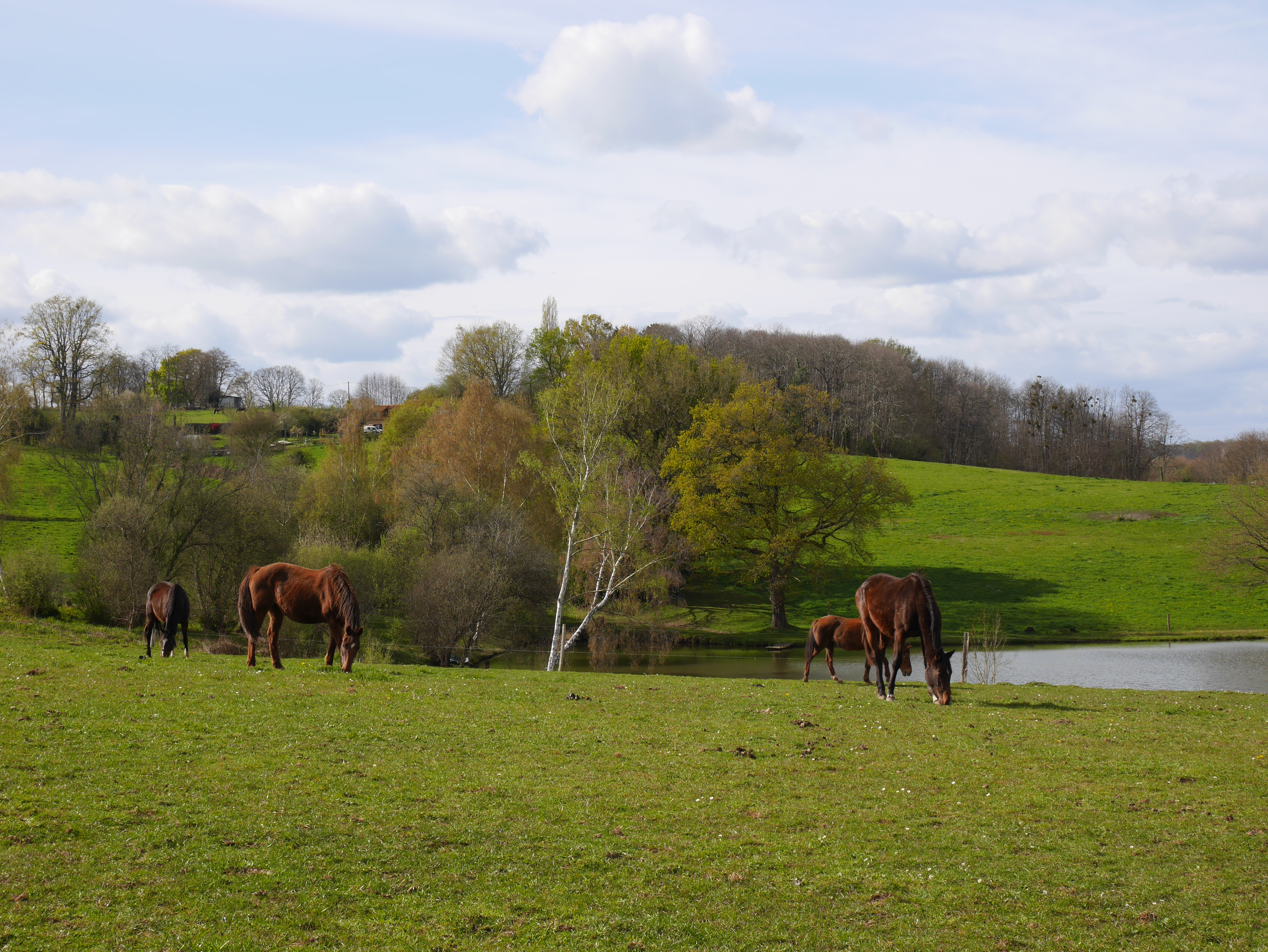 Paddocks et prairies